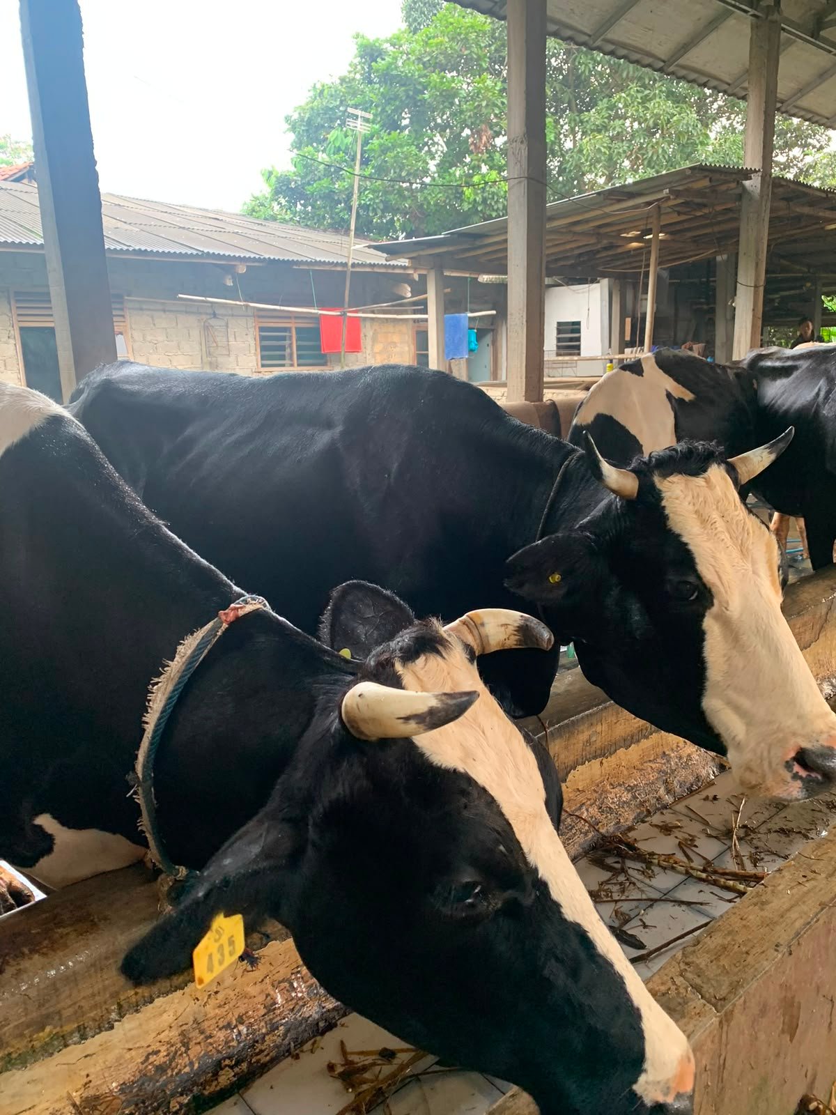 Sapi Sehat